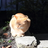 にゃん