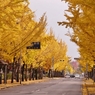 岡山 銀杏の道2