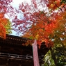 紅葉