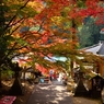 紅葉