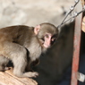 上野動物園にて