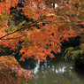 曼殊院　もみじ