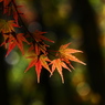 照紅葉