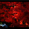 AUTUMN COLOR