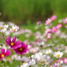 秋桜9