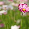 秋桜7