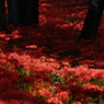 天空の花 曼珠沙華⑰　「紅い大海原」　ギャラリー用