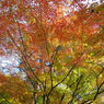 明るい紅葉