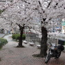 桜の木の下で