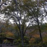 秋彩番外：小滝沢キャンプ場