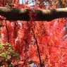 紅葉満開