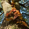 天まで登れ～紅の階段