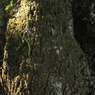 苔