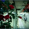 Asagaya at Night #20