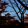 紅葉の森から見る富士