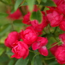 IMGP4742