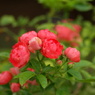 IMGP4743