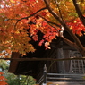 山門と紅葉
