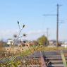 写真日記＜ 2013-11-20＞＊旧安比奈線
