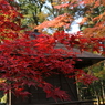 経蔵と紅葉