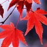 紅葉への旅