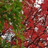 緑紅ー天地一指ー