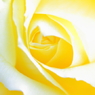 Yellow rose