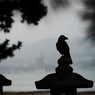 『miyajima 21』