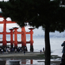 『miyajima 33』