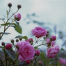 Rose of autumn #6