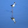 伊佐沼の鳥たち(1)