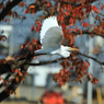 伊佐沼の鳥たち(3)