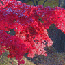 里の彩 - 雪紅