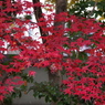 紅のモミジ-1