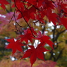 紅のモミジ-2