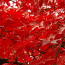 紅のモミジ-3