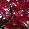 紅のモミジ-4