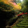 苔むす石段