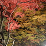 聖宝寺 赤黄