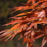 聖宝寺 もみじ