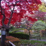 紅のモミジの庭園