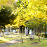 AUTUMN COLOR