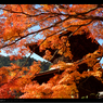 AUTUMN COLOR