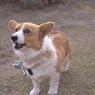 わんちゃん