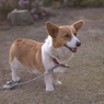 わんちゃん
