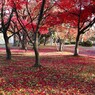 落葉の彩 - 紅黄