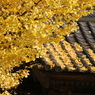 銀杏門