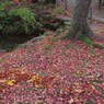 沢山散って覆い尽くす