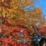 高尾山の紅葉_002
