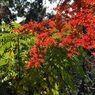 高尾山の紅葉_005